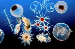 Mixed Marine Plankton
