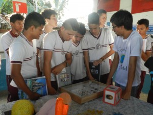 Visualizacao da Colecao de Insetos