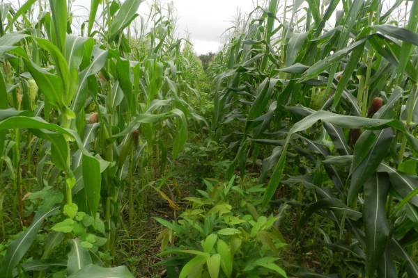 UEMA coordena projeto internacional no Estado sobre o uso do nitrogênio na agricultura