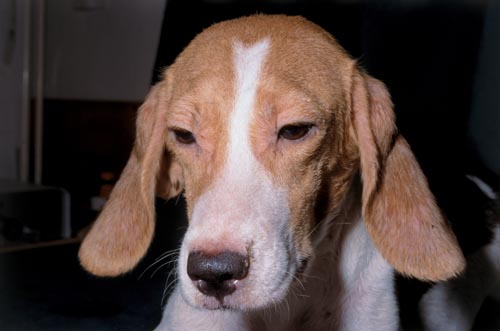 Tratamento da Leishmaniose Visceral Canina é tema de palestra no Curso de Medicina Veterinária