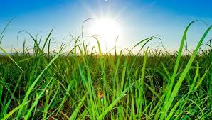 Papo com Agrônomo acontece na próxima terça-feira