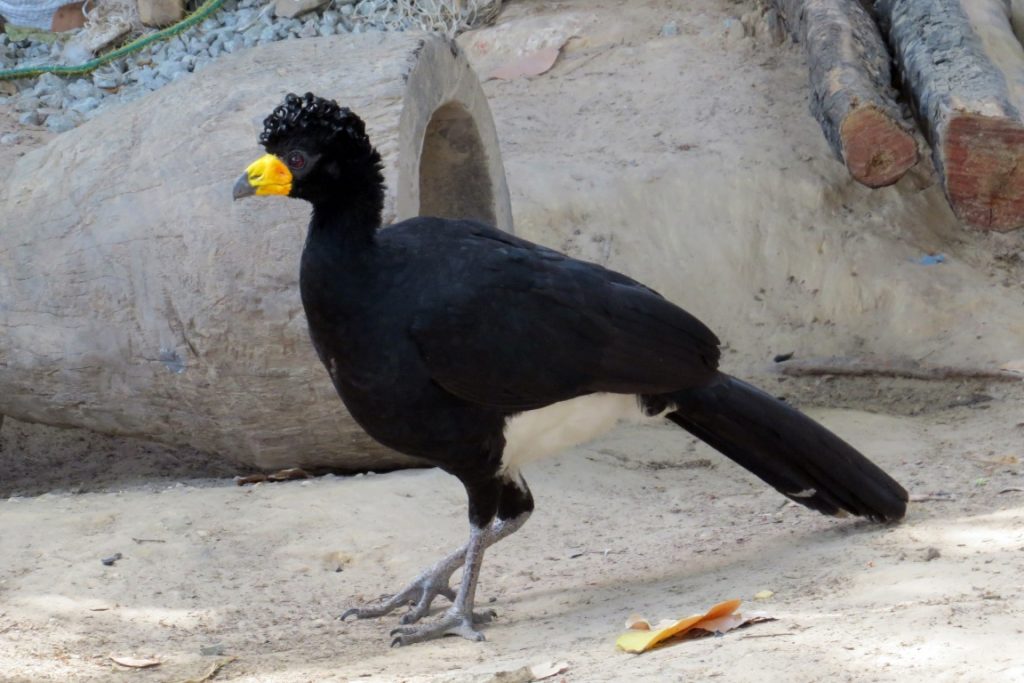 Pesquisador da UEMA participa de expedição que reencontrou o lendário mutum-pinima, após 40 anos