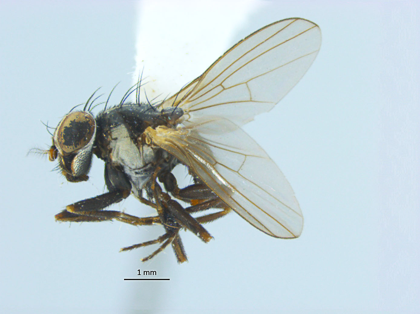 Pesquisadores da UEMA e do INPA descobrem e descrevem um novo gênero de mosca: Inpauema