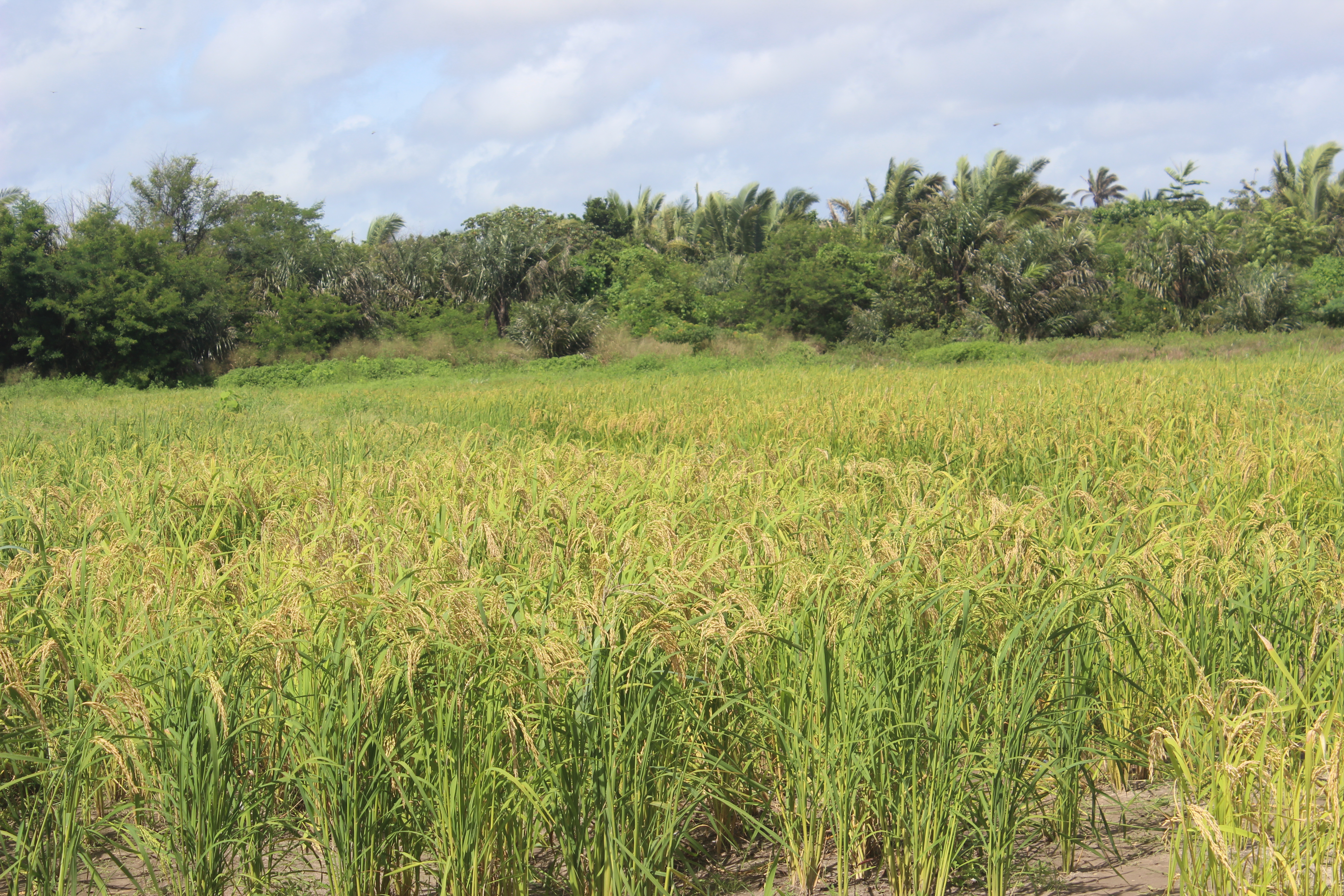 UEMA realizará Dia de Campo sobre manejo da cultura de arroz