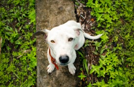 Meu Amiguinho Pet: Cuidando dos animais abandonados