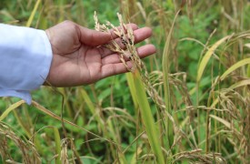 Manejo da cultura de arroz é tema de aula de campo