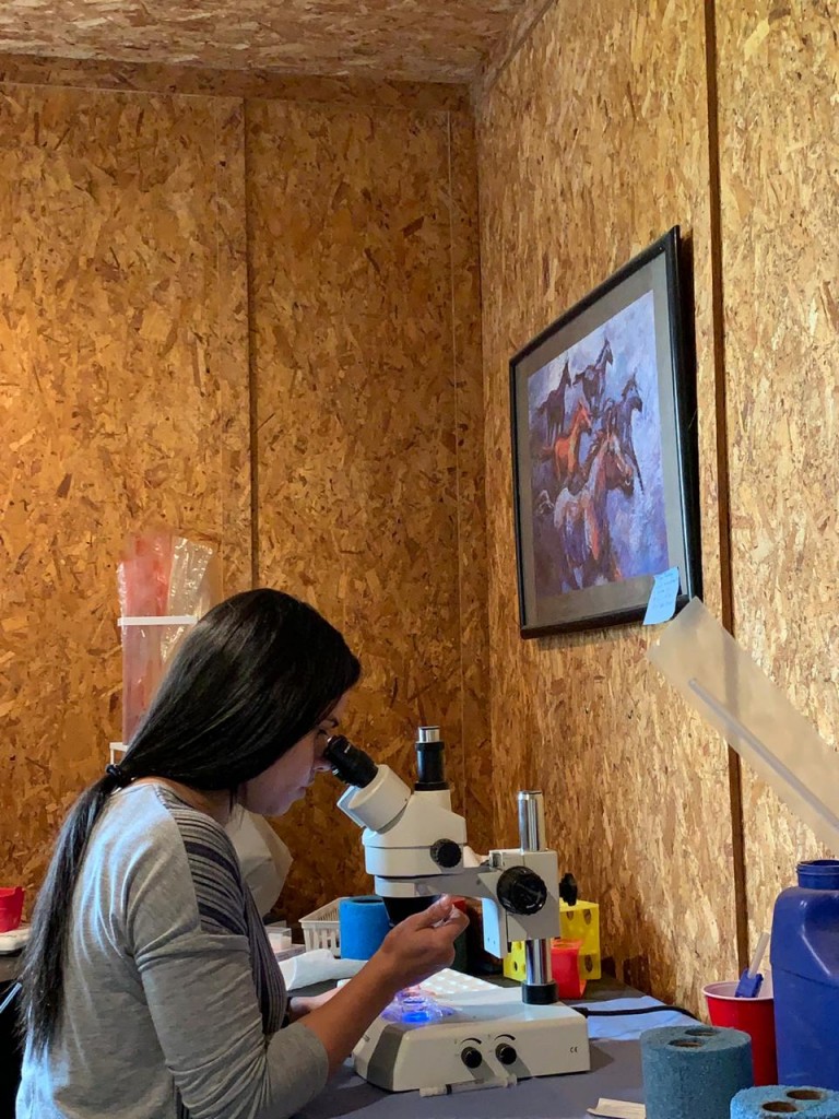 Avaliando Embriões Equinos