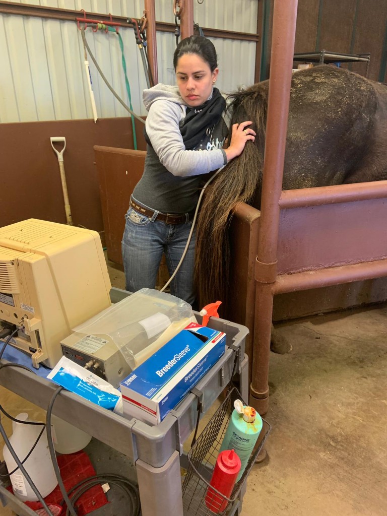 Diagnóstico de Gestação após Transferência Embrião