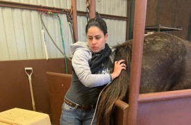 Mestranda participante de estágio internacional nos EUA defende dissertação sobre equinos