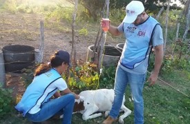 Projeto dá assistência técnica a pequenos criadores de caprinos, ovinos e bovinos leiteiros de Araioses