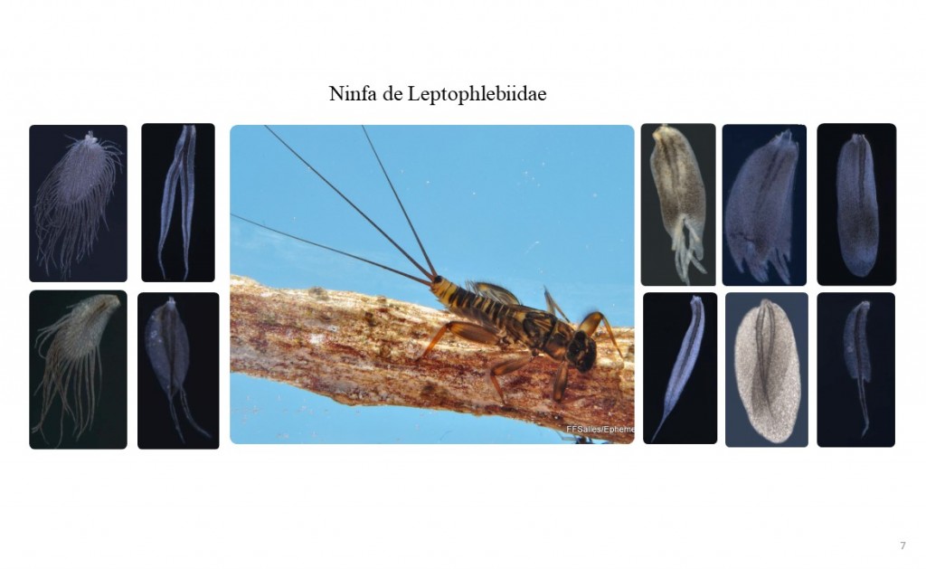 Ninfa de Leptophlebiidae