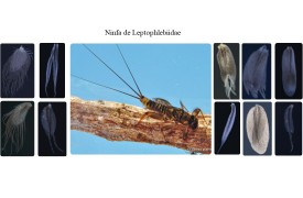 UEMA  PESQUISA: Taxonomia de Leptophlebiidae Banks.1900( Insecta: Ephemeroptera) para o Estado do Maranhão.