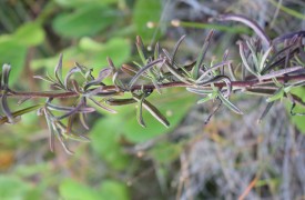 Uema Pesquisa: Nova espécie de Planta é descoberta em ponto turístico de São Luís