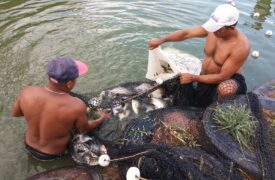 Pesquisadores da UEMA investigam patologias fúngicas em peixes cultivados no Maranhão