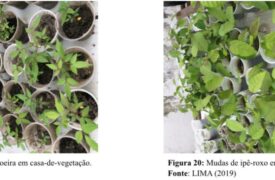 UEMA Pesquisa : Plantas Nativas do Cerrado Maranhense com potencial fitorremediador