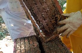 Professora da UEMA participa de Treinamento no âmbito do Programa Nacional de Saúde das Abelhas