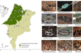 Estudo do PPGBAS/UEMA identifica áreas de risco de acidentes ofídicos no Maranhão e aponta áreas descobertas pelos polos de soro no estado