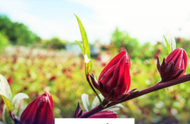 Pesquisadora da UEMA tem artigo sobre toxicidade de anti-inflamatórios não-esteroides no desenvolvimento da vinagreira publicado em revista internacional