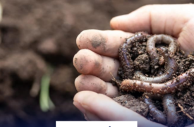 Palestra “As minhocas como engenheiras dos ecossistemas” acontece dia na próxima segunda-feira (11)