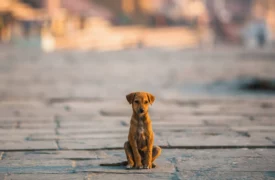UEMA designa Comitê Executivo de Atenção aos Animais Abandonados  no Campus Paulo VI.