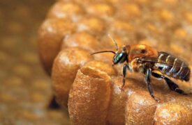Assembleia Legislativa aprova projeto que cria o Dia Estadual da Abelha Tiúba fruto de proposta de professores da UEMA