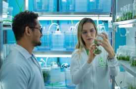 Pesquisadores da UEMA criam protocolo para multiplicação de mudas do abacaxi de Turiaçu em laboratório
