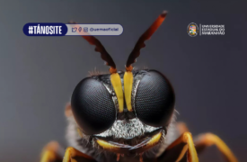 Inscrições abertas para o I Curso de Verão em Entomologia do Nordeste