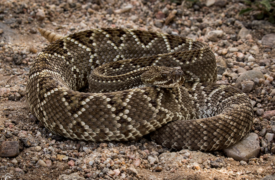 Estudo do PPGBAS/UEMA identifica áreas de risco de acidentes ofídicos no Maranhão e aponta estratégias para melhoria na saúde pública