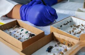 UEMA reúne um rico acervo de Tecidos Biológicos e DNA da Fauna Maranhense