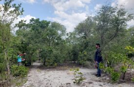 Pesquisadores da UEMA realizam estudos de Caracterização estrutural da vegetação natural de mangabeira no município de Morros-MA