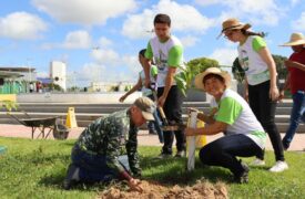 Projeto da Uema promove reflorestamento com palmeira bacaba no entorno do Campus Uema Bacabal