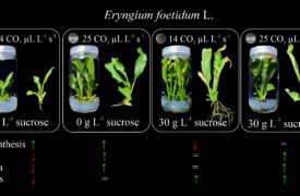 Bolsista do PIBIC Uema conquista destaque internacional com Pesquisa em Biotecnologia Vegetal