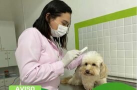 Hospital Veterinário da Uema comunica alteração temporária em atendimentos dermatológicos