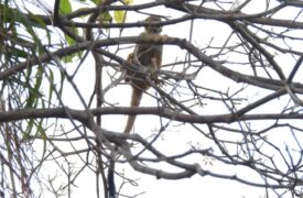 Biólogos da Uema desenvolvem pesquisa sobre condições dos primatas nos Parques Itapiracó e Rangedor na capital maranhense