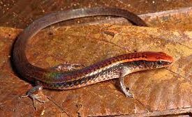 Pesquisadora da Uema é destaque na Revista da FAPESP por estudo sobre répteis ameaçados pela mudança climática