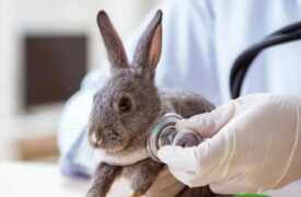 Hospital Veterinário da Uema informa mudança temporária no atendimento clínico e cirúrgico de animais exóticos 