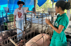 Liga Acadêmica da Uema desenvolve estudo para reduzir mortalidade de leitões em granjas suinícolas