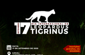 Uema sedia ciclo de palestras em alusão ao Dia Internacional do Gato Pintadinho